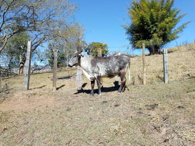 Sítio para Venda em Cambuí - 4