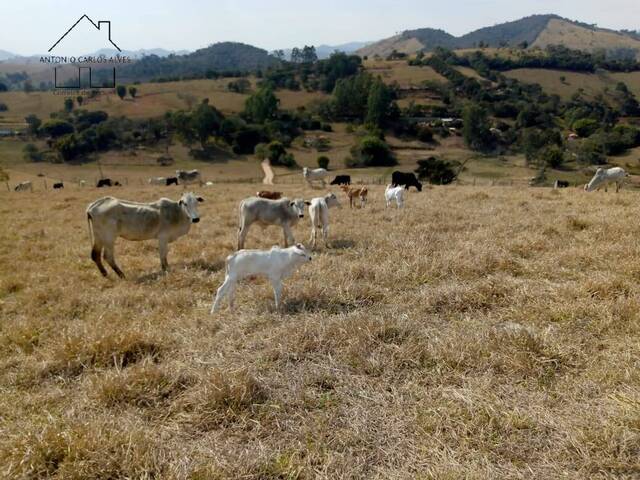 #299 - Sítio para Venda em Cambuí - MG - 1