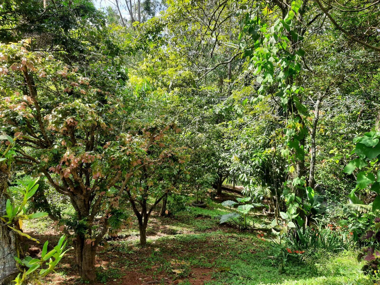 Chácara, 4 quartos, 3000 m² - Foto 54