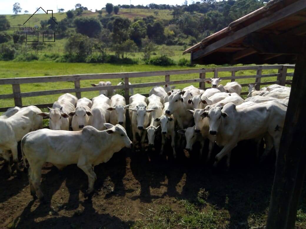 Sítio, 3 quartos, 53 hectares - Foto 8