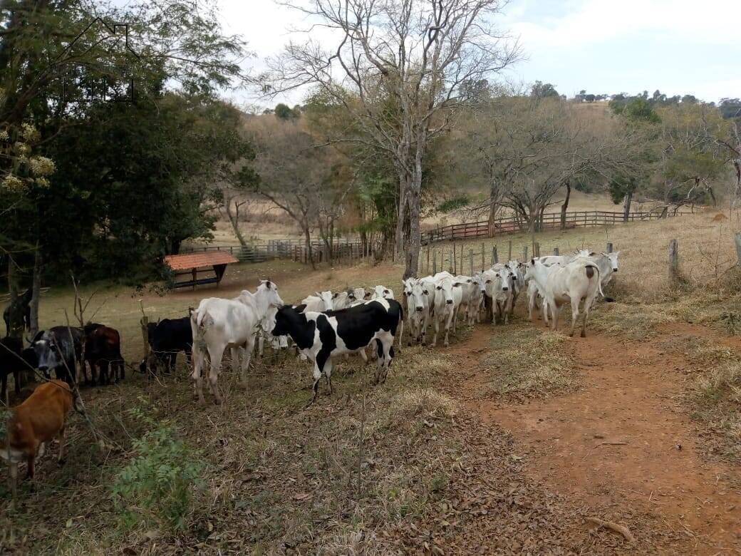 Sítio, 3 quartos, 53 hectares - Foto 12