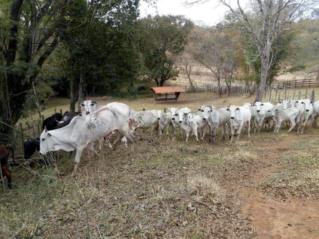Sítio, 3 quartos, 53 hectares - Foto 15
