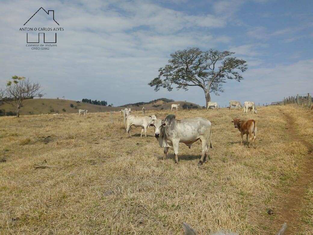 Sítio, 3 quartos, 53 hectares - Foto 34