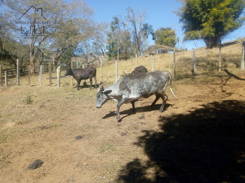 Sítio, 3 quartos, 53 hectares - Foto 42
