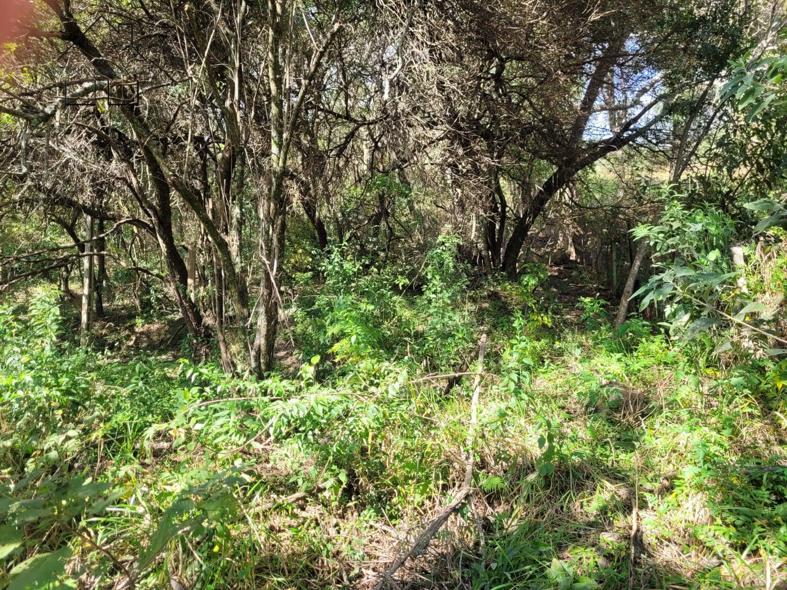 Sítio à venda com 3 quartos, 350m² - Foto 57
