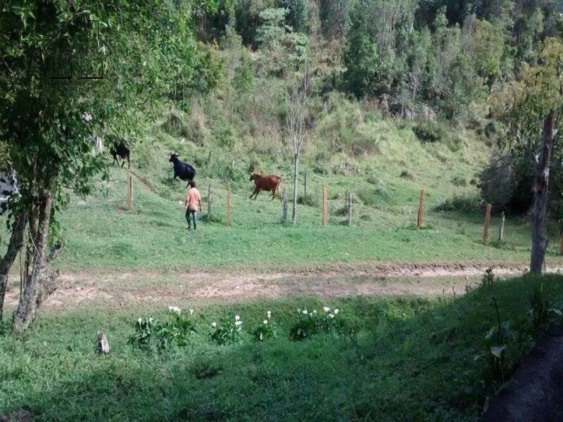 Fazenda, 61 hectares - Foto 13