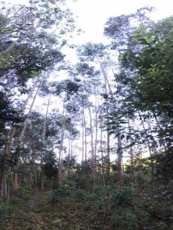 Fazenda, 61 hectares - Foto 28