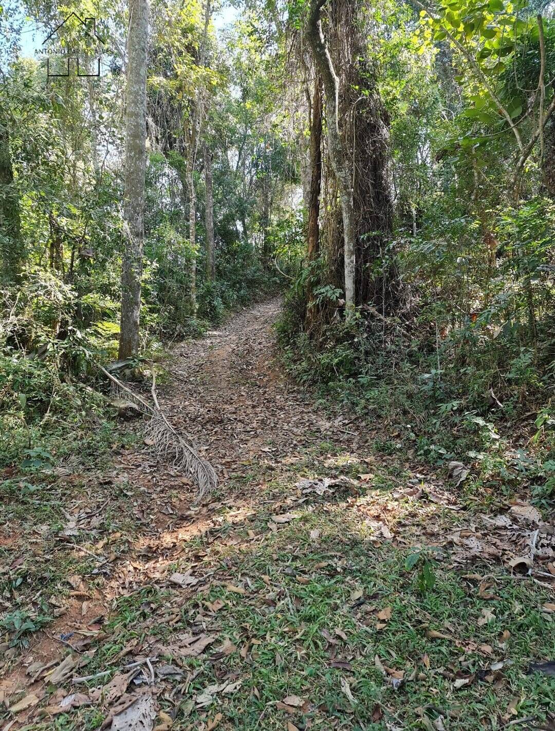 Terreno, 2 hectares - Foto 7