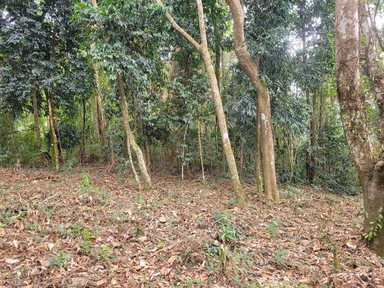 Terreno, 6 hectares - Foto 7