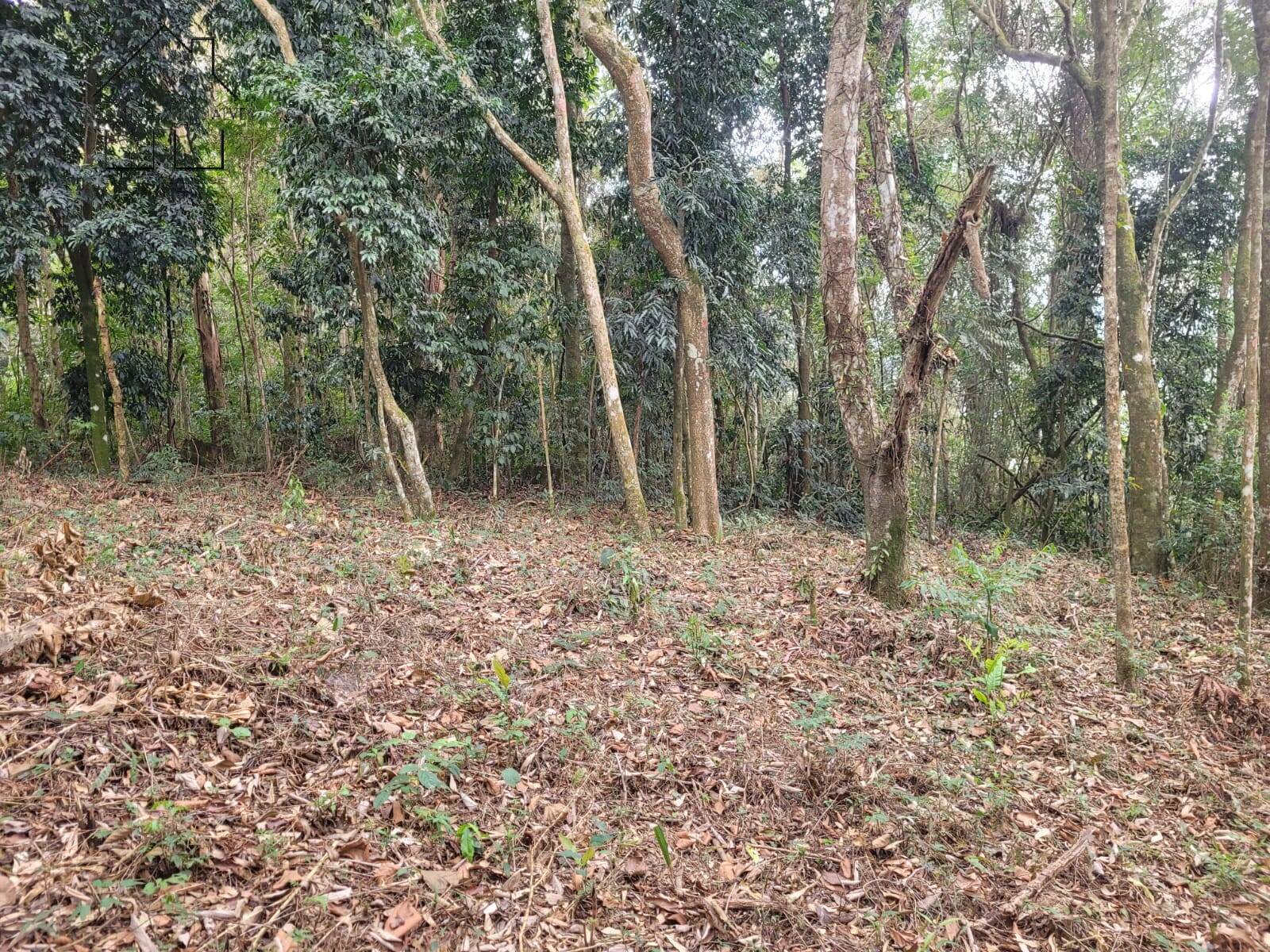Terreno, 6 hectares - Foto 8