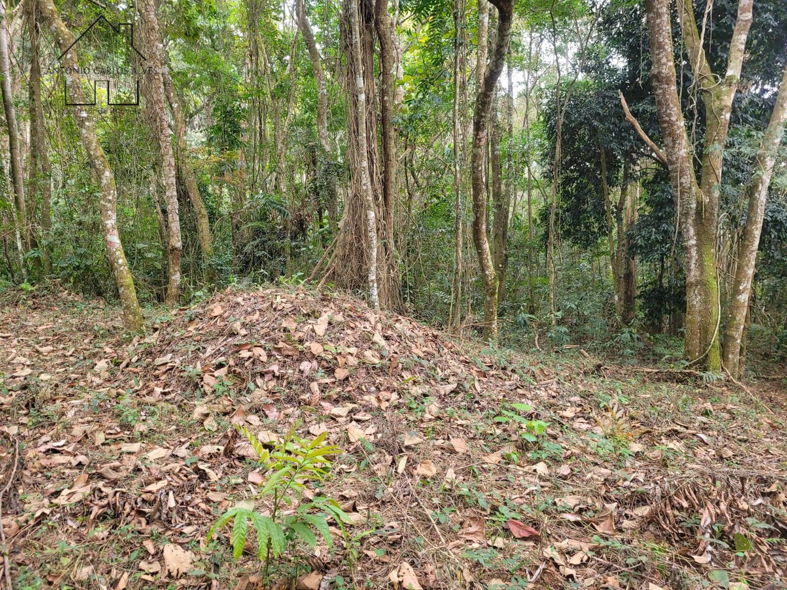 Terreno, 6 hectares - Foto 9