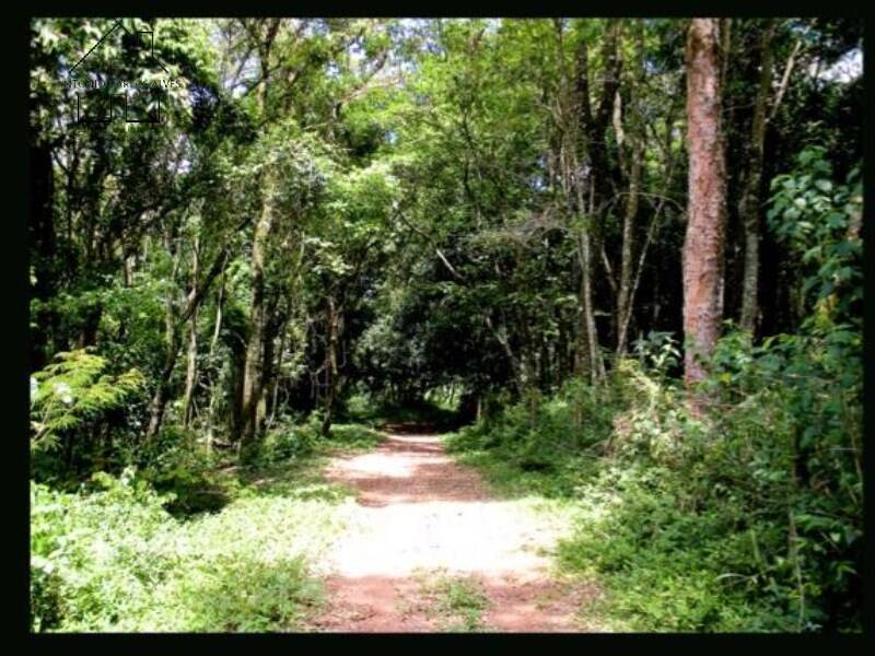 Fazenda, 94 hectares - Foto 6